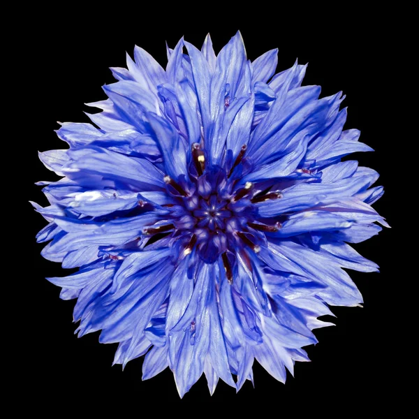 Une fleur de bleuet bleu- Centaurea cyanus Isolé sur Noir — Photo
