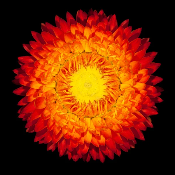 Цветущий вечный клубнецветковый цветок, изолированный на черном — стоковое фото