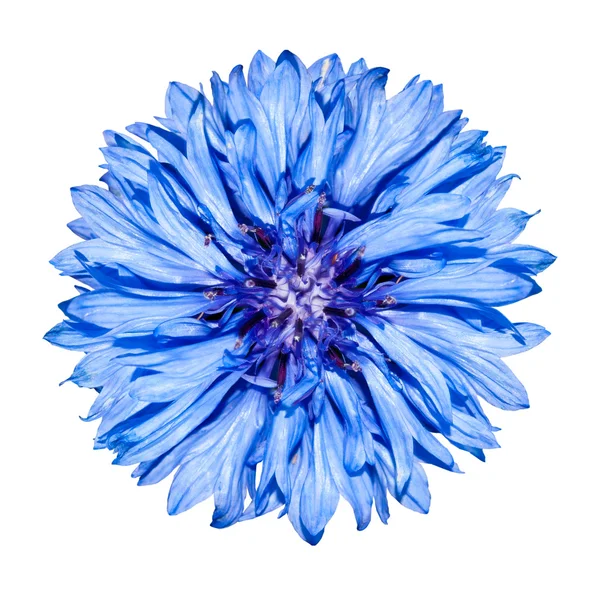 Bleuet bleu Tête de fleur - Centaurea cyanus Isolé sur Blanc — Photo