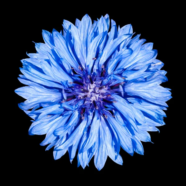 Fleur de Bleuet Bleu - Centaurea cyanus Isolé sur Noir — Photo