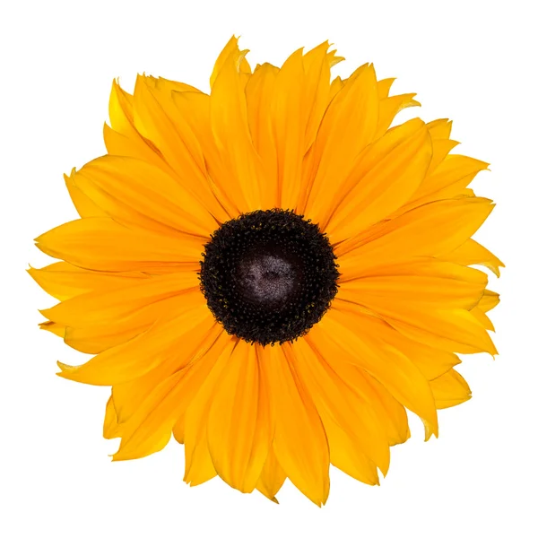 Gelbe Blume abstrakt isoliert auf weißem Hintergrund — Stockfoto