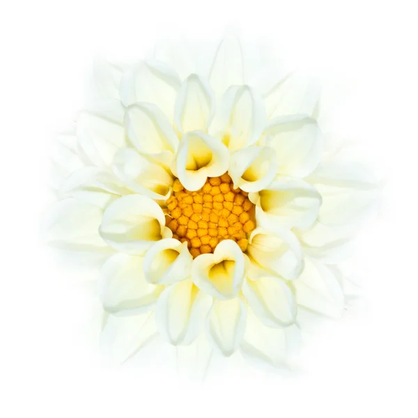 Flor blanca de Dahlia que se desvanece en fondo blanco — Foto de Stock
