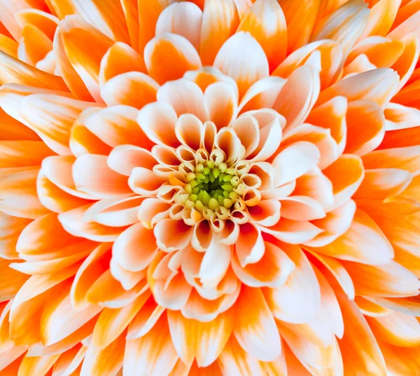 stock image Orange and White Chrysanthemum Flower Head Closeup