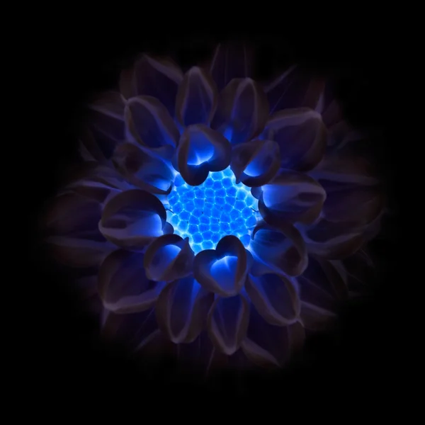 stock image Dark Blue Dahlia Flower Fading into Black Background