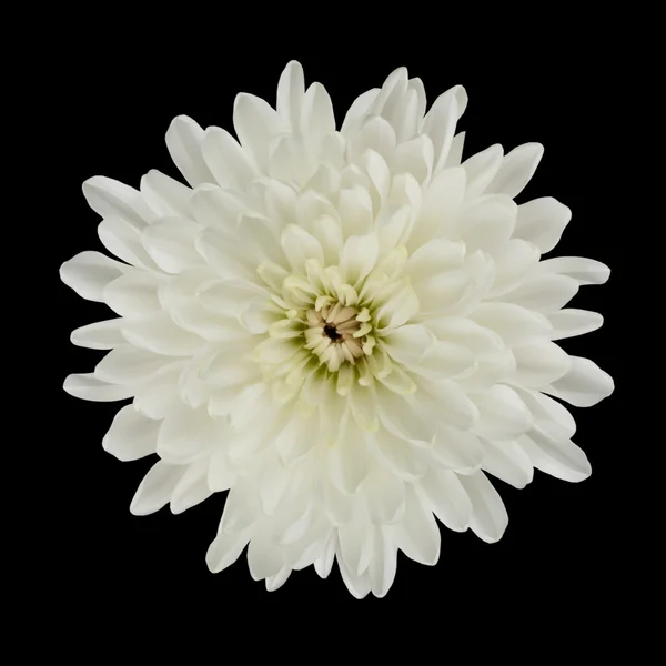 White Dahlia Flower Isolated on Black