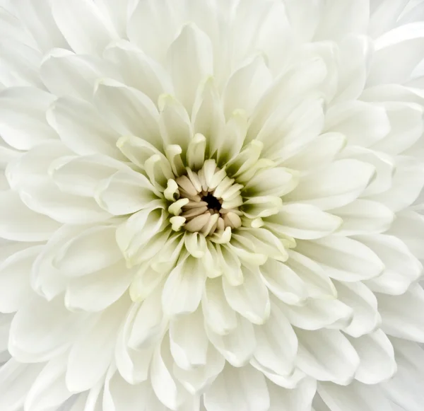 Center of White Dahlia Flower. Closeup Detail — Stock Photo, Image