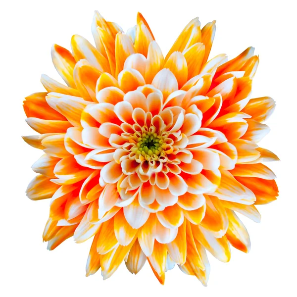 Fleur de Chrysanthème Orange et Blanc Isolé sur Blanc — Photo