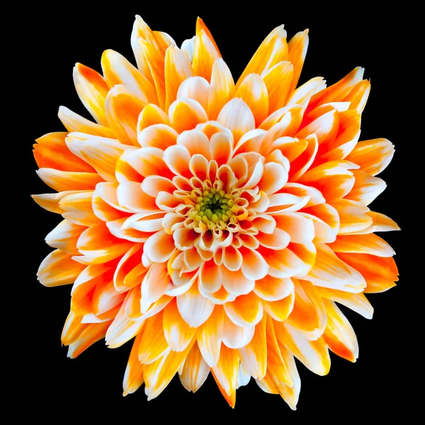 Fiore di crisantemo arancione e bianco isolato su nero — Foto Stock