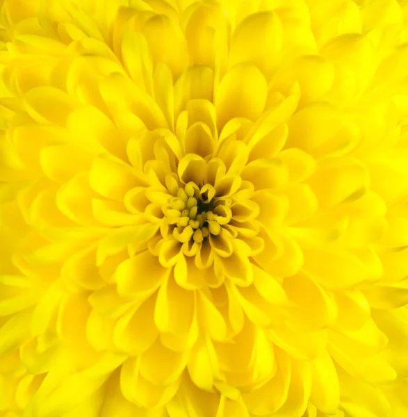黄色の菊の花の頭のクローズ アップ — ストック写真