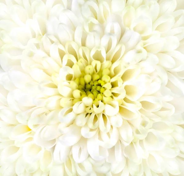 Chrysanthème blanc Tête de fleur Gros plan — Photo