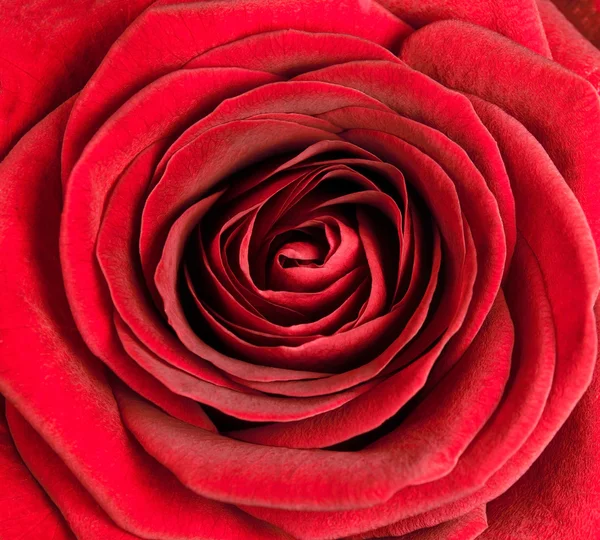 Zbliżenie na centrum piękna czerwona róża — Zdjęcie stockowe