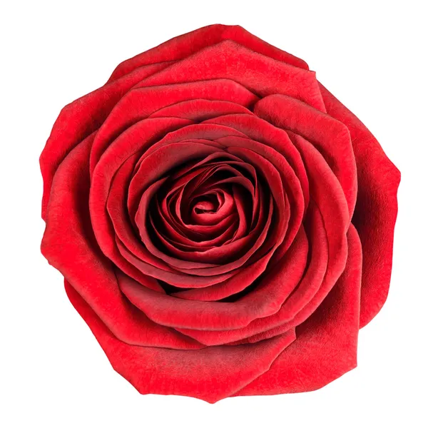 Perfecte rode roos Slipbladige geïsoleerd op wit — Stockfoto