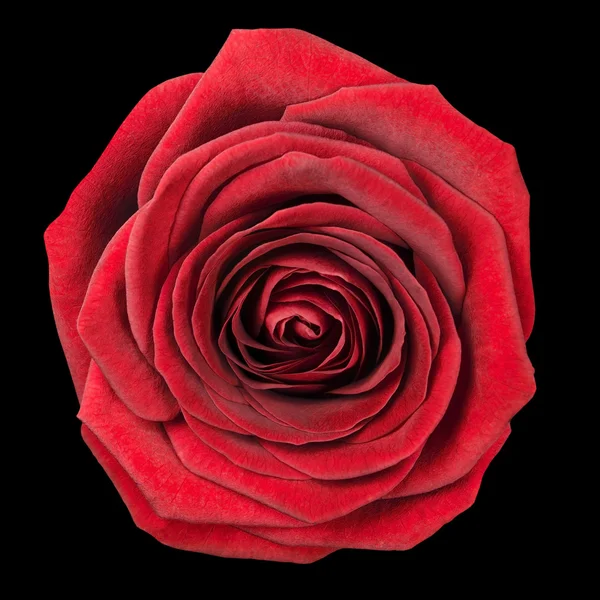 Rosa roja cabeza de flor aislada en negro — Foto de Stock
