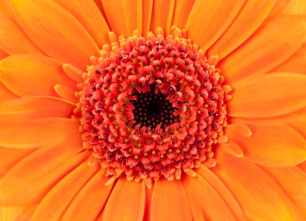 Orange ringblomma - gerbera närbild — Stockfoto
