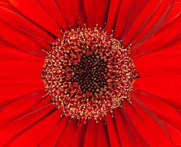 Leuchtend rote Gerbera Blütenkopf Nahaufnahme — Stockfoto