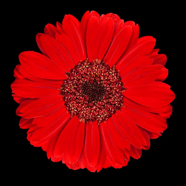 Perfetto fiore di Gerbera rosso isolato su nero — Foto Stock