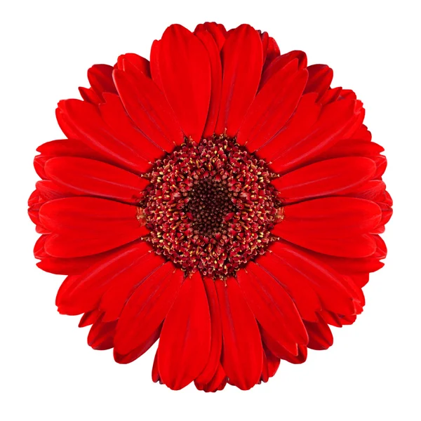 Perfeito vermelho Gerbera Flor Isolado em Branco — Fotografia de Stock