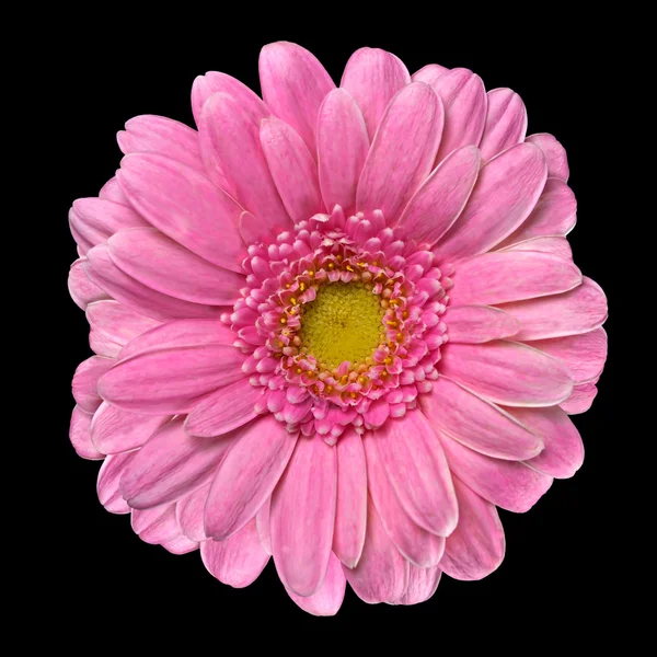 Bela rosa gerbera flor isolada no preto — Fotografia de Stock