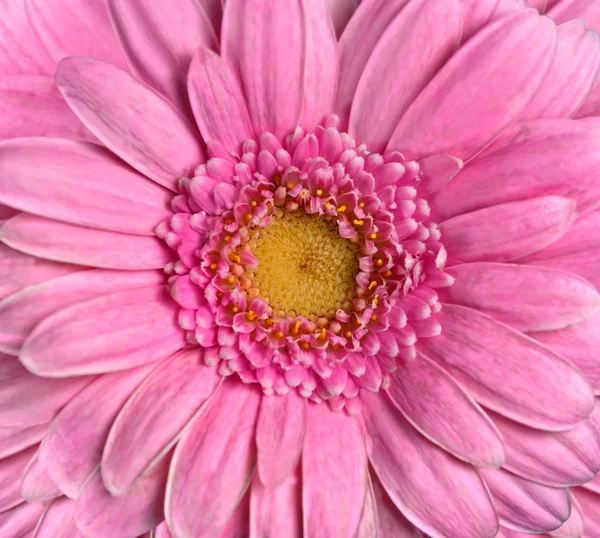 Gerbera piękny różowy kwiat. flowerhead zbliżenie — Zdjęcie stockowe