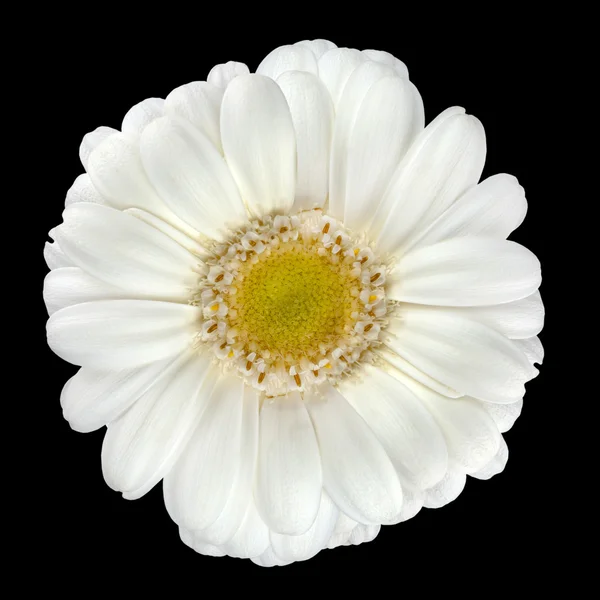 Perfetto fiore di Gerbera bianco isolato sul nero — Foto Stock
