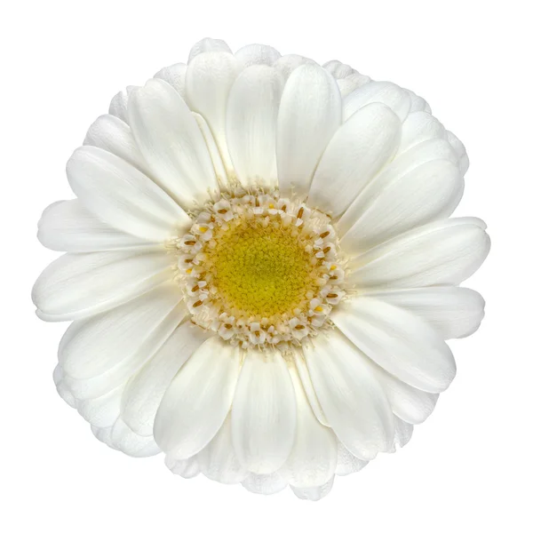 Perfekte weiße Gerbera Blume isoliert auf weiß — Stockfoto