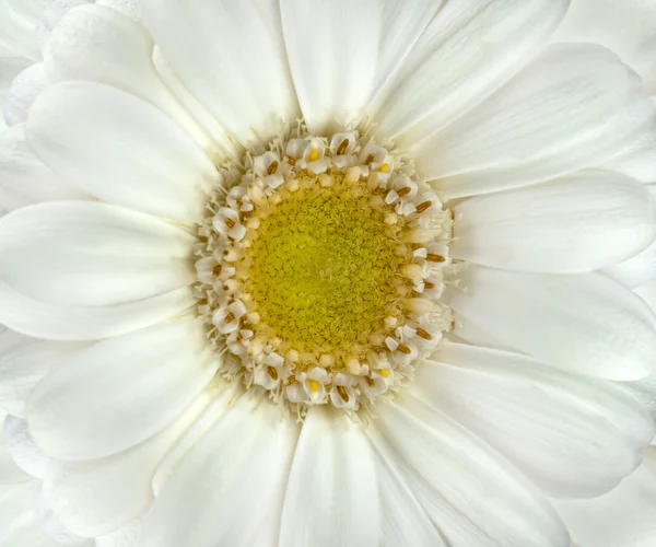 美丽的白色非洲菊花卉特写宏 — 图库照片