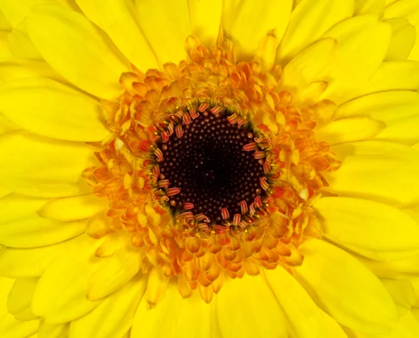 Perfect Yellow Gerbera Flowerhead Macro Primer plano —  Fotos de Stock