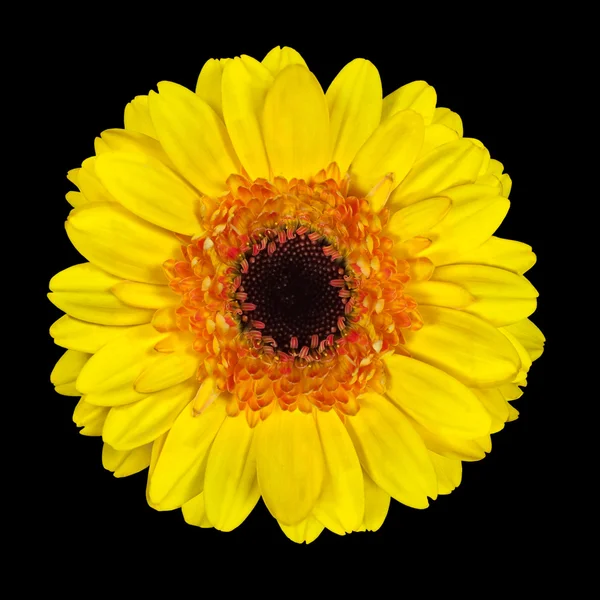 Gerbera piękny żółty kwiat na czarnym tle — Zdjęcie stockowe