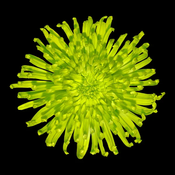 stock image Lime Spiky Dahlia Flower Head Isolated on Black