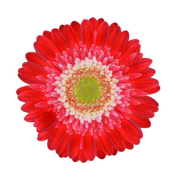 Gerbera czerwona z białym centrum na białym tle — Zdjęcie stockowe