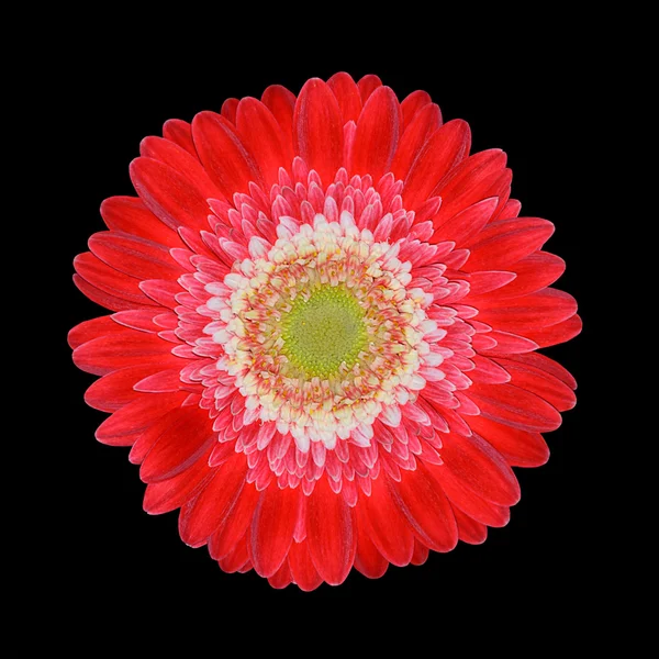 Gerbera rossa testa di fiore con centro bianco isolato — Foto Stock