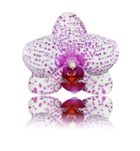 Wit roze orchid met reflectie geïsoleerd — Stockfoto