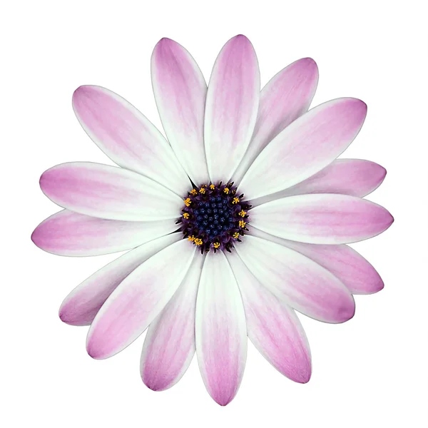 Flor de osteosperume branca e rosa isolada — Fotografia de Stock
