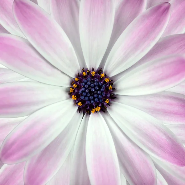 Witte en roze osteosperumum bloem achtergrond — Stockfoto