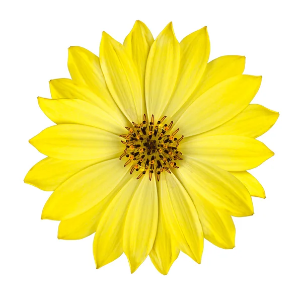 Świeże osteospermum żółty kwiat na białym tle — Zdjęcie stockowe