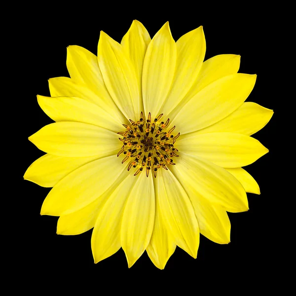 Gelbe Osteospermum Gänseblümchen Blütenkopf isoliert — Stockfoto