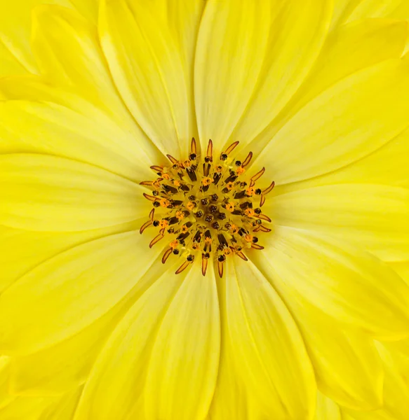 Fresh Yellow Osteospermum Daisy Flower Background — Stock Photo, Image