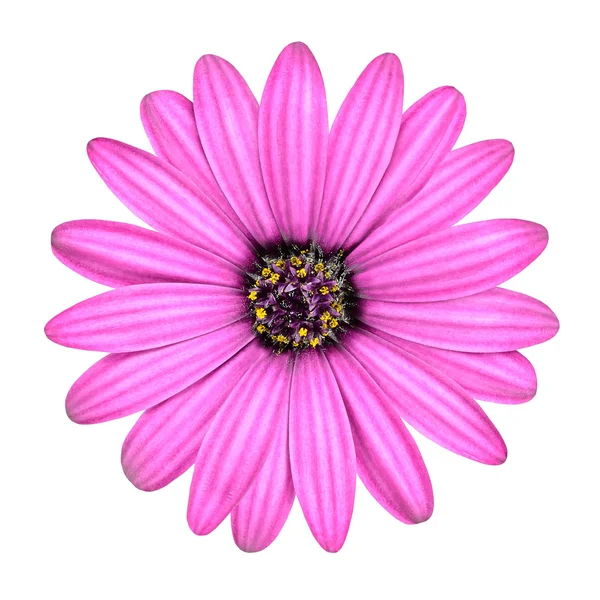 紫粉红色 osteosperumum 花白色上孤立 — 图库照片
