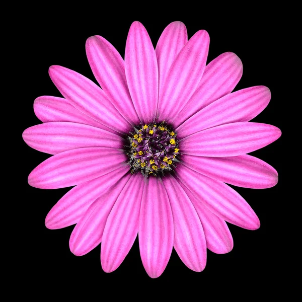 Pembe osteospermum papatya çiçek izole kafa — Stok fotoğraf