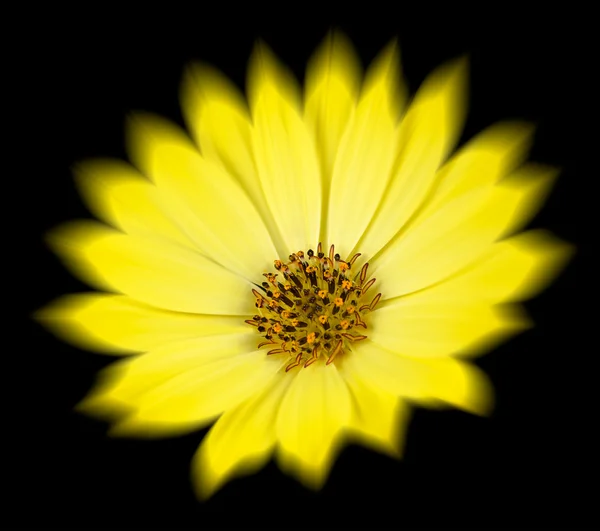 Gele daisy met Radiaal vaag geïsoleerd op zwart — Stockfoto