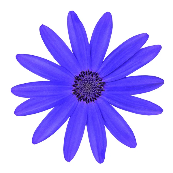 Niebieski osteosperumum stokrotka kwiat na białym tle — Zdjęcie stockowe