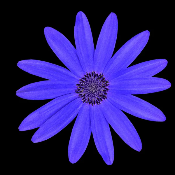 Blauwe osteospermum bloem hoofd daisy geïsoleerd — Stockfoto