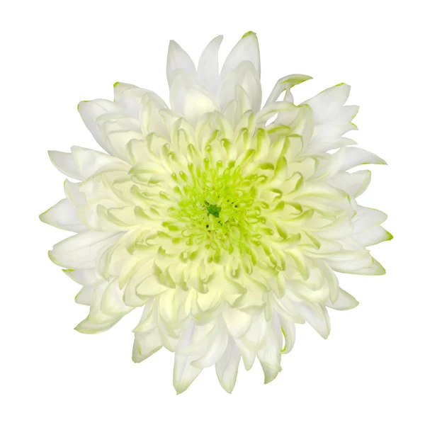 Lime Green White Chrysanthemum Isolated on White — Stock Photo, Image