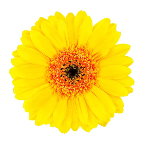 Gelbe Gerbera-Blume mit orangefarbenem Zentrum isoliert — Stockfoto