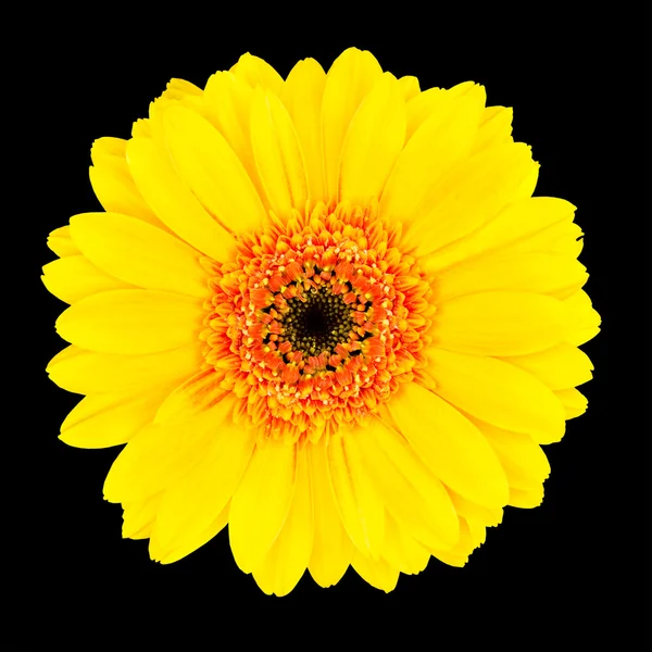 Gelbe Gerbera Blütenkopf isoliert auf schwarz — Stockfoto