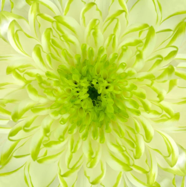 Crisantemo verde lima flor cuadrada fondo — Foto de Stock