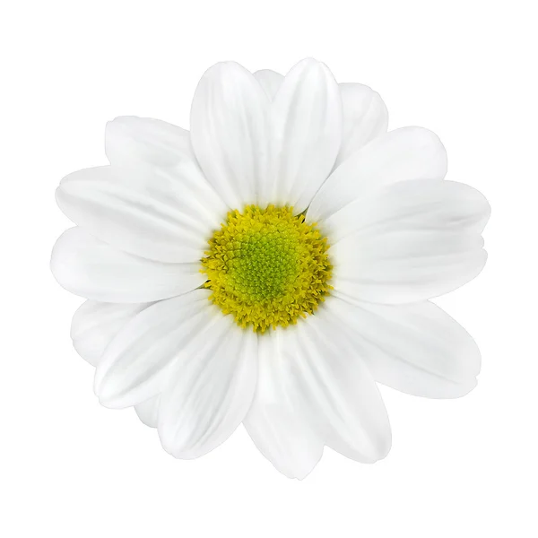 Kwiat Dalia biały z połyskiem centrum na białym tle — Zdjęcie stockowe