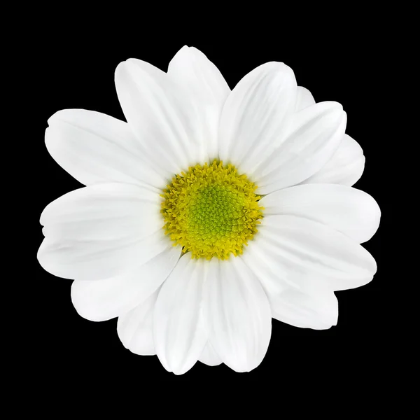 美丽的白色大丽花头花隔离 — 图库照片