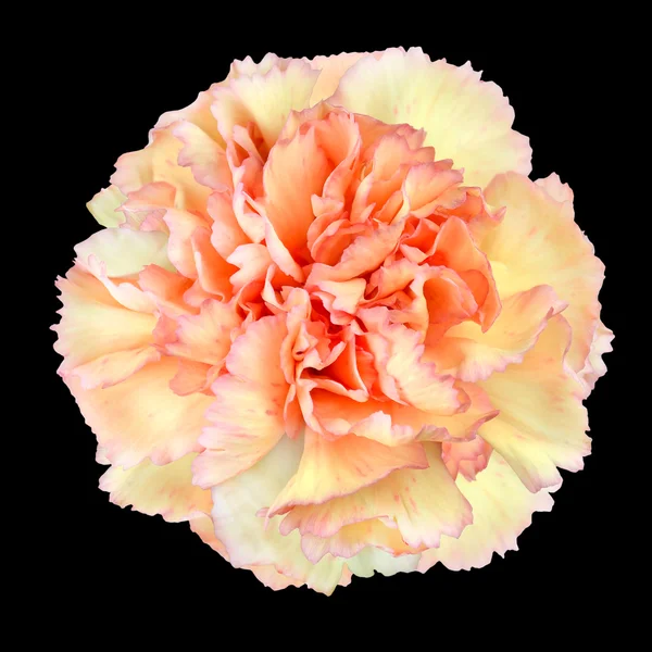 Pink Yellow Carnation Flower Isolated on Black — Stockfoto