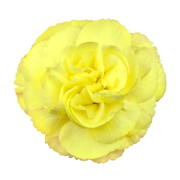 Pequena flor de rosa amarela isolada no branco — Fotografia de Stock